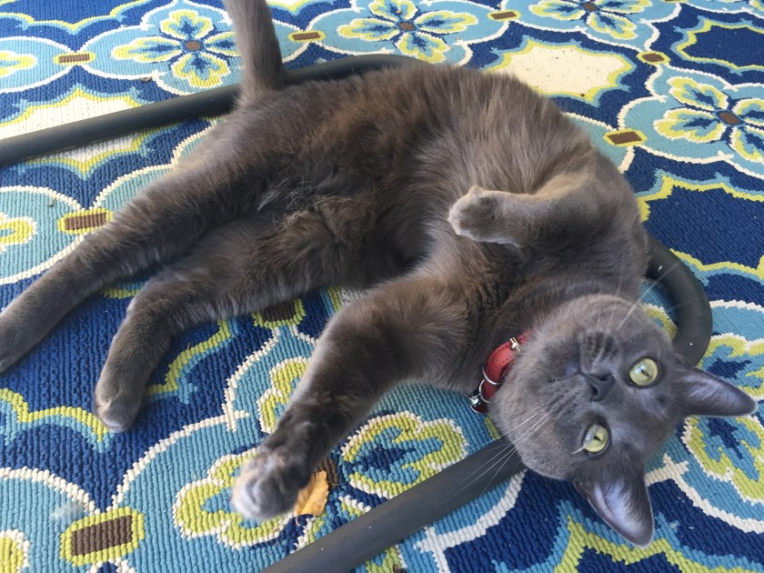 Foto 24.07.15 11 00 22