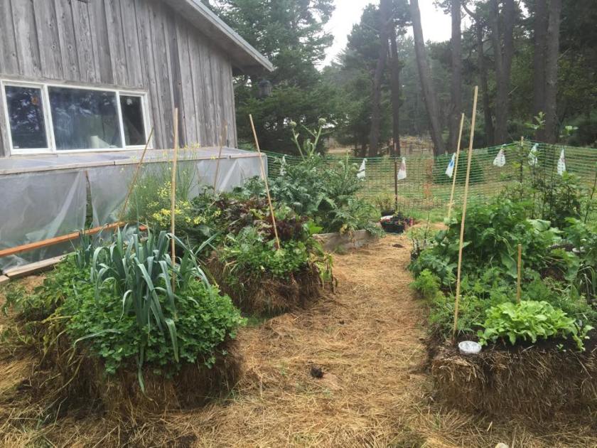 11938063_10206026398892475_2047416741_n